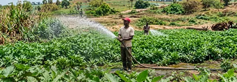 Réseau d’adduction d’eau épurée pour l’irrigation agricole dans les Niayes